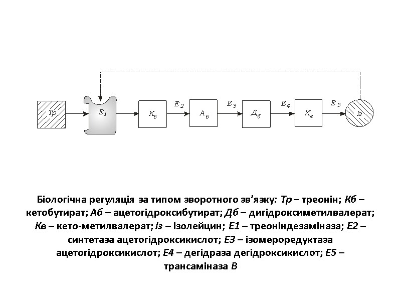Біологічна регуляція за типом зворотного зв’язку: Тр – треонін; Кб – кетобутират; Аб –